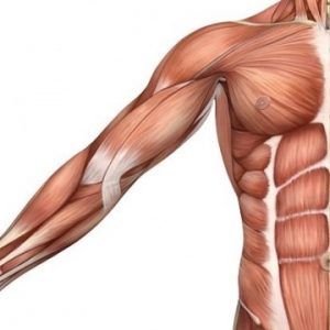 músculos y huesos